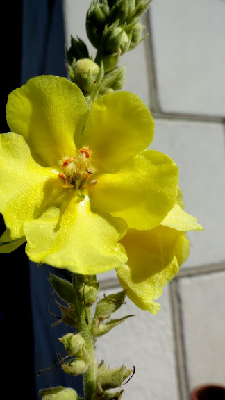Dziewanna (Verbascum L.). Autor: Tadeusz Kąkol