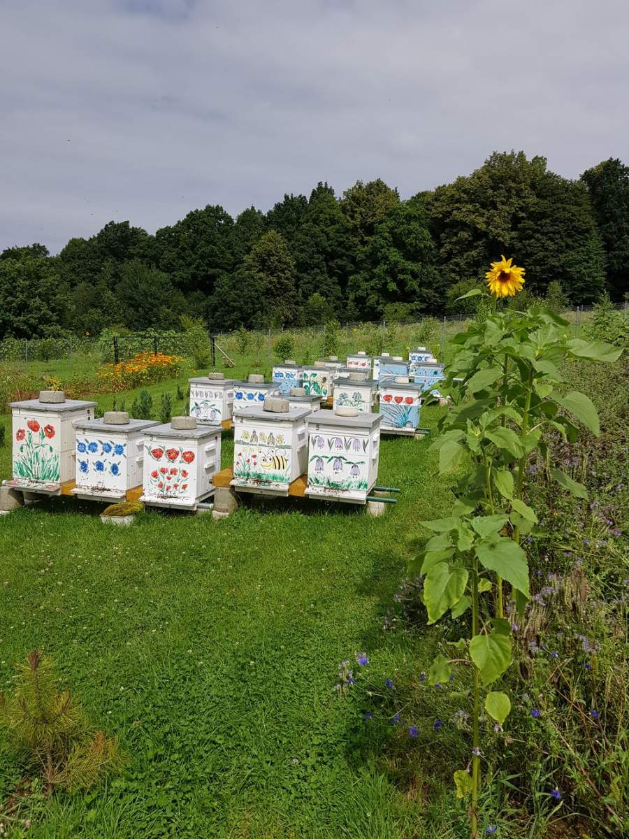 Pasieka Tadeusza Trubaja w Głuchołazach. Autor: Tadeusz Trubaj