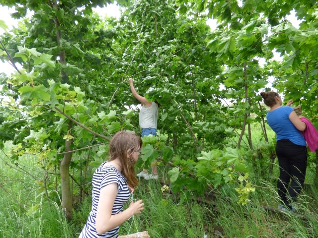 Uczniowie podczas rozwieszania gniazd dla pszczołowatych. Źródło zdjęcia: materiały przekazane przez p. Agnieszkę Gałwa.