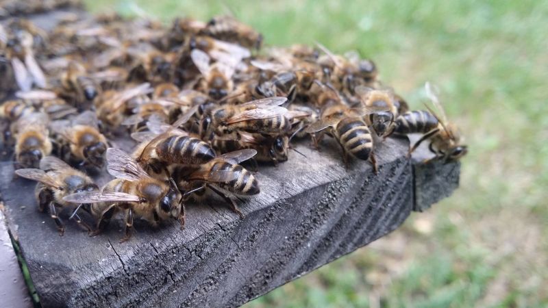 Skupisko pszczół na wylotku. Autorka zdjęcia: Barbara Rutyna