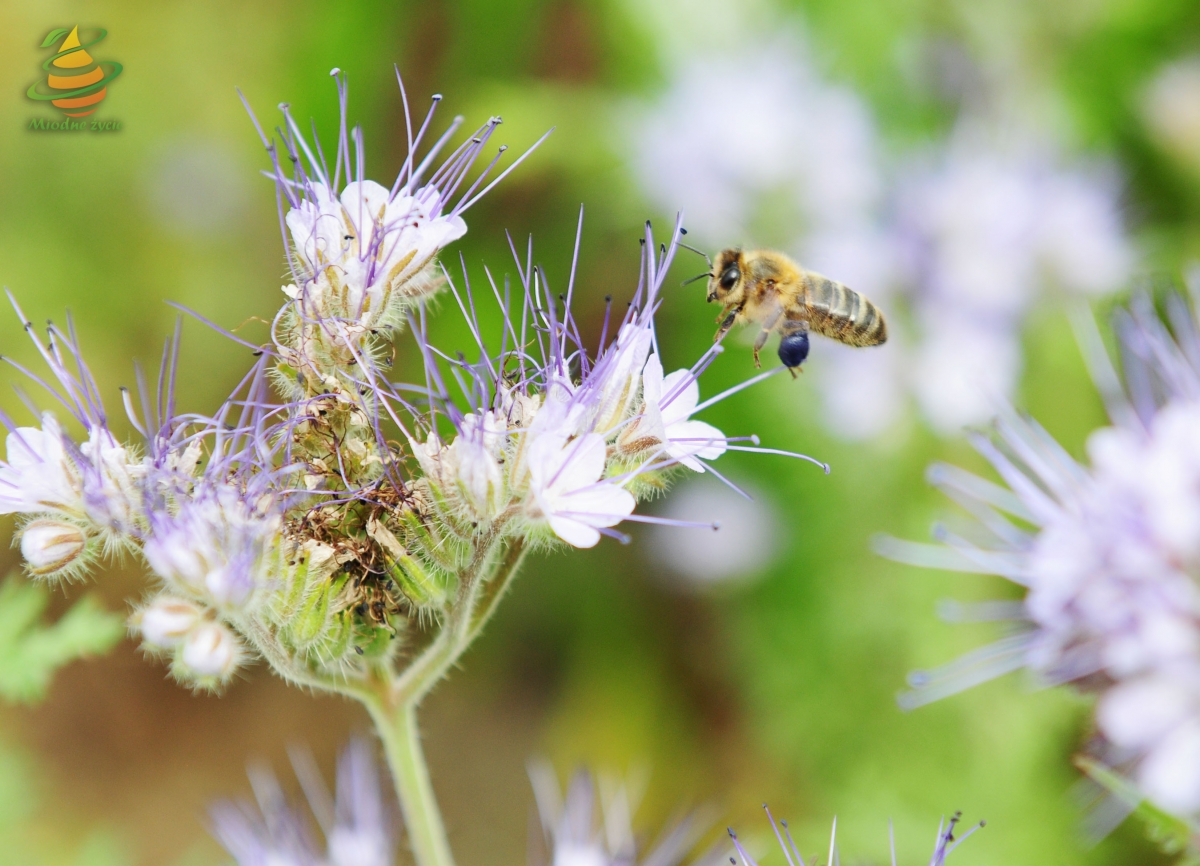Pszczoła na facelii - Pasieka Miodne Życie w Prabutach
