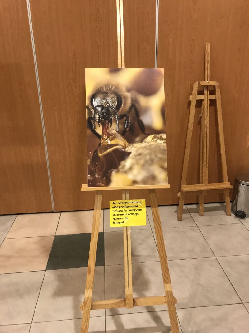 Zdjęcia Milana Motyki zaprezentowane 19 czerwca 2017 r. w Spale podczas Międzynarodowej Konferencji Bartniczej pn. Dekada Polskiego Bartnictwa. Autor zdjęć: Małgorzata Brendel