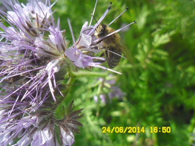 Facelia błękitna i pszczoła miodna. Autorka zdjęcia: Danuta Parej