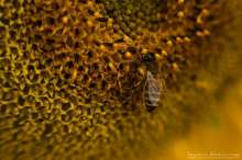 Pszczoła na słoneczniku. Autor zdjęcia: Szymon Kaczmarczyk