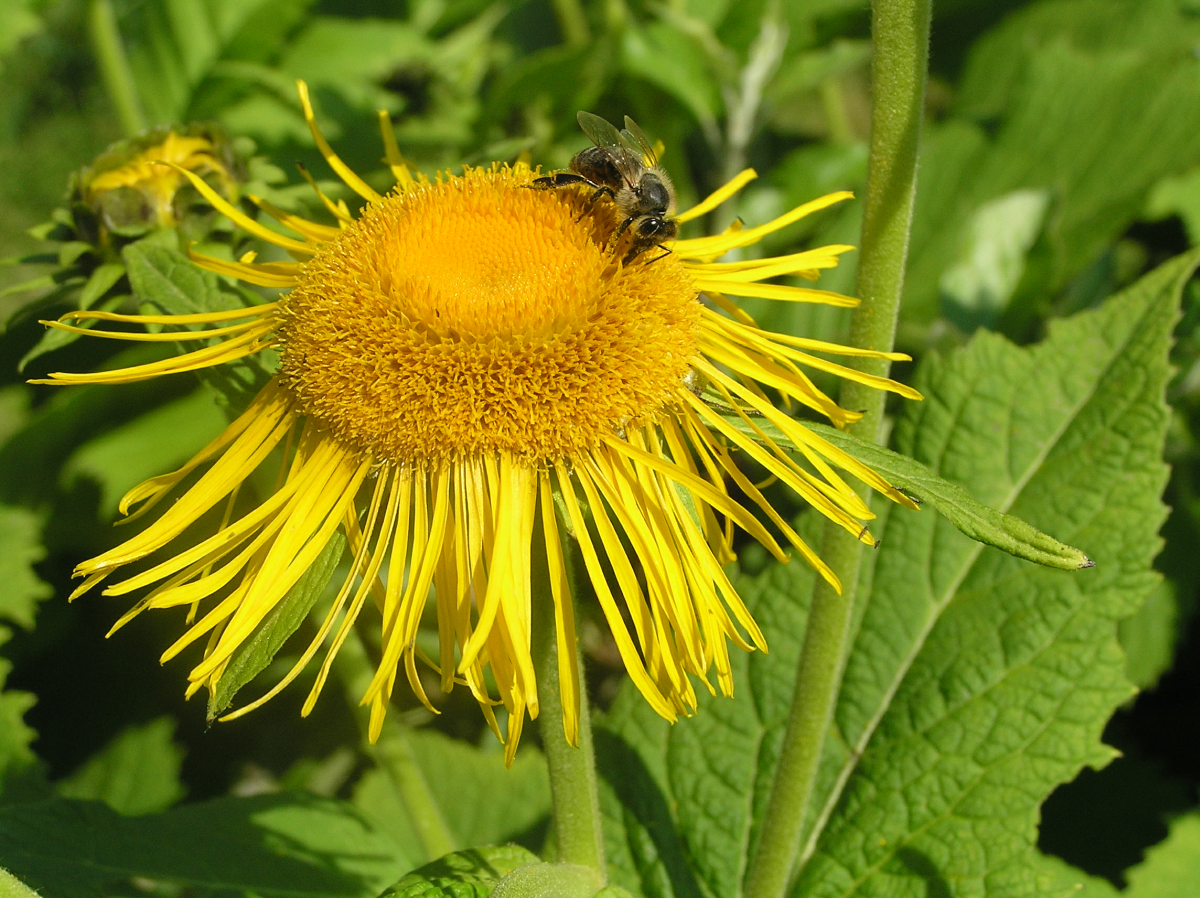 Smotrawa okazała (Telekia speciosa). Autor: Tadeusz Kąkol