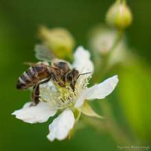 Pszczoła na ostrężynie. Autor zdjęcia: Szymon Kaczmarczyk