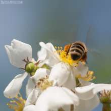 Pszczoła na dzikiej róży. Autor zdjęcia: Szymon Kaczmarczyk
