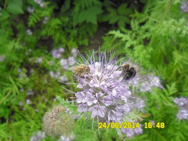 Facelia jest bardzo chętnie odwiedzana przez pszczoły miodne i innych zapylaczy. Autorka zdjęcia: Danuta Parej