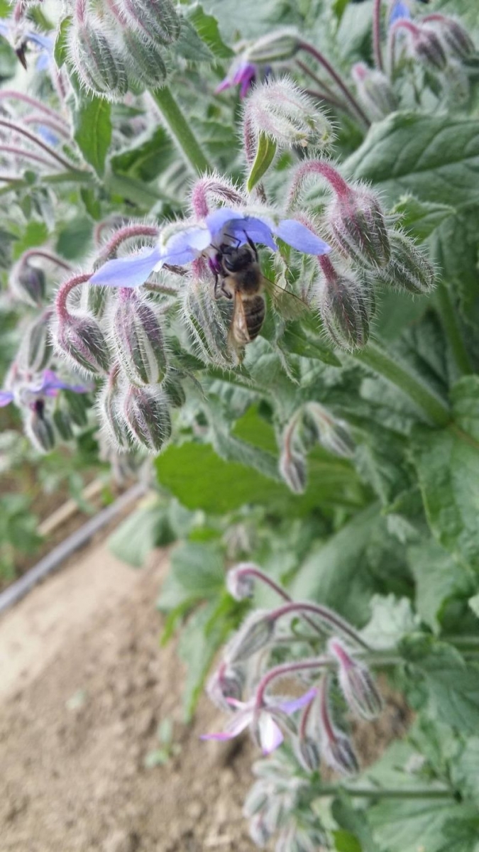 Pszczoła na ogóreczniku. Autorka zdjęcia: Barbara Rutyna