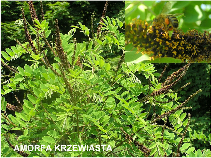 Amorfa krzewiasta (Amorpha fruticosa). Autor: Tadeusz Kąkol