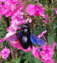 Zadrzechnie fioletowe w ogrodzie w Rzepinie (woj. Lubuskie). Autorka zdjęcia: Beata Czak