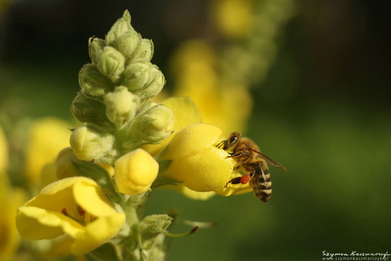 Pszczoła na dziewannie. Autor zdjęcia: Szymon Kaczmarczyk