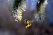 Pszczoła na kotkach topoli osice. Autor zdjęcia: Szymon Kaczmarczyk