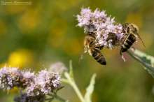 Pszczoła na kwiecie mięty. Autor zdjęcia: Szymon Kaczmarczyk