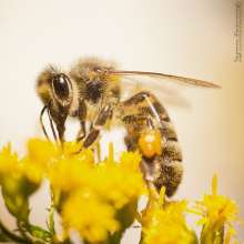 Pszczoła na nawłoci. Autor zdjęcia: Szymon Kaczmarczyk
