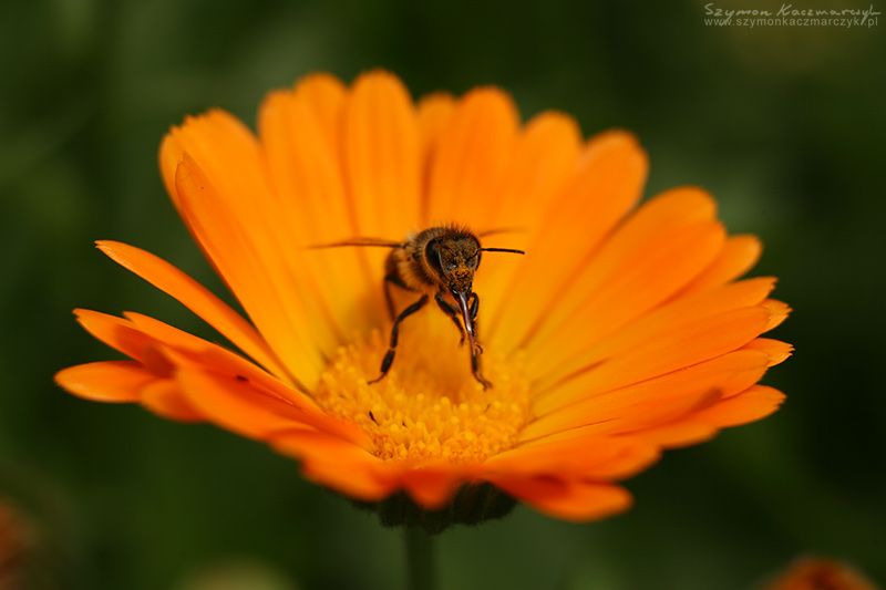 Pszczoła na nagietku. Autor zdjęcia: Szymon Kaczmarczyk