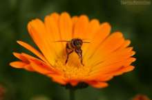 Pszczoła na nagietku. Autor zdjęcia: Szymon Kaczmarczyk