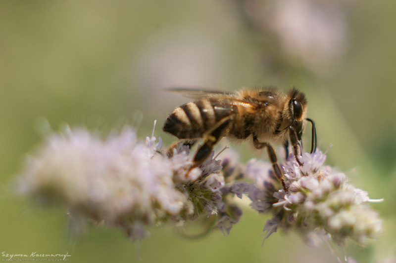 Pszczoła na kwiecie mięty. Autor zdjęcia: Szymon Kaczmarczyk