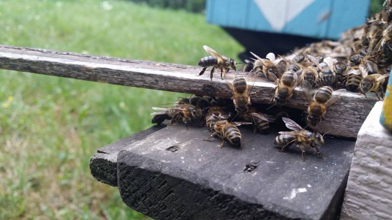 Pszczoły na wylotku. Autorka zdjęcia: Barbara Rutyna