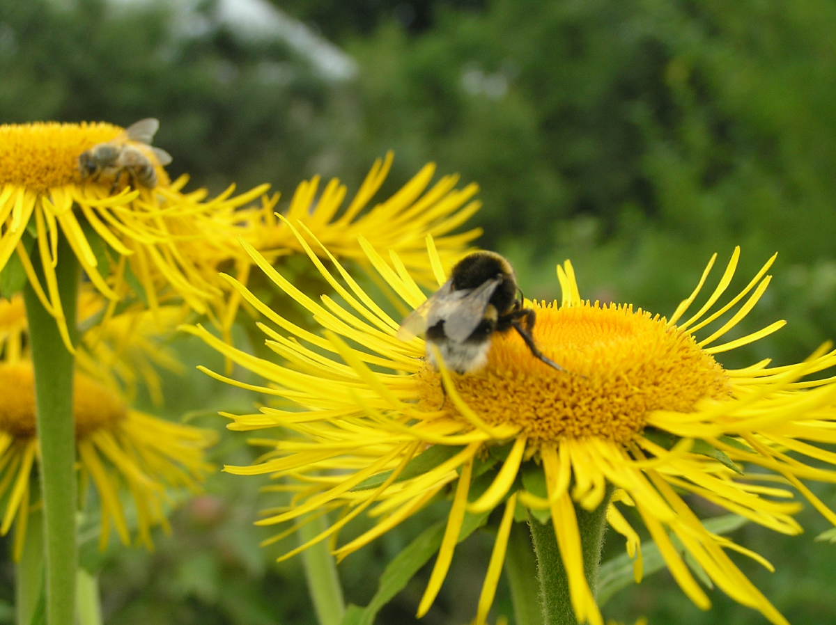 Smotrawa okazała (Telekia speciosa). Autor: Tadeusz Kąkol