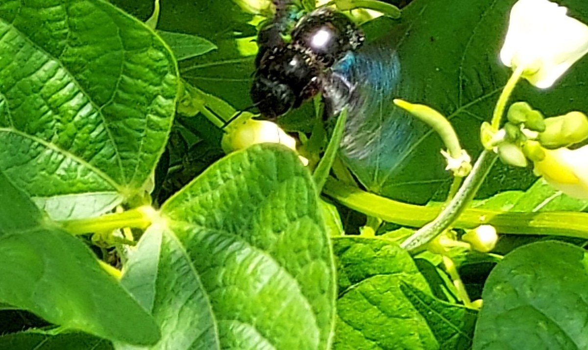 Zadrzechnia fioletowa na kwiatach fasoli karłowatej w ogrodzie pana Bronisława Pruchnickiego w Żorach.

Autor zdjęcia: Bronisław Pruchnicki