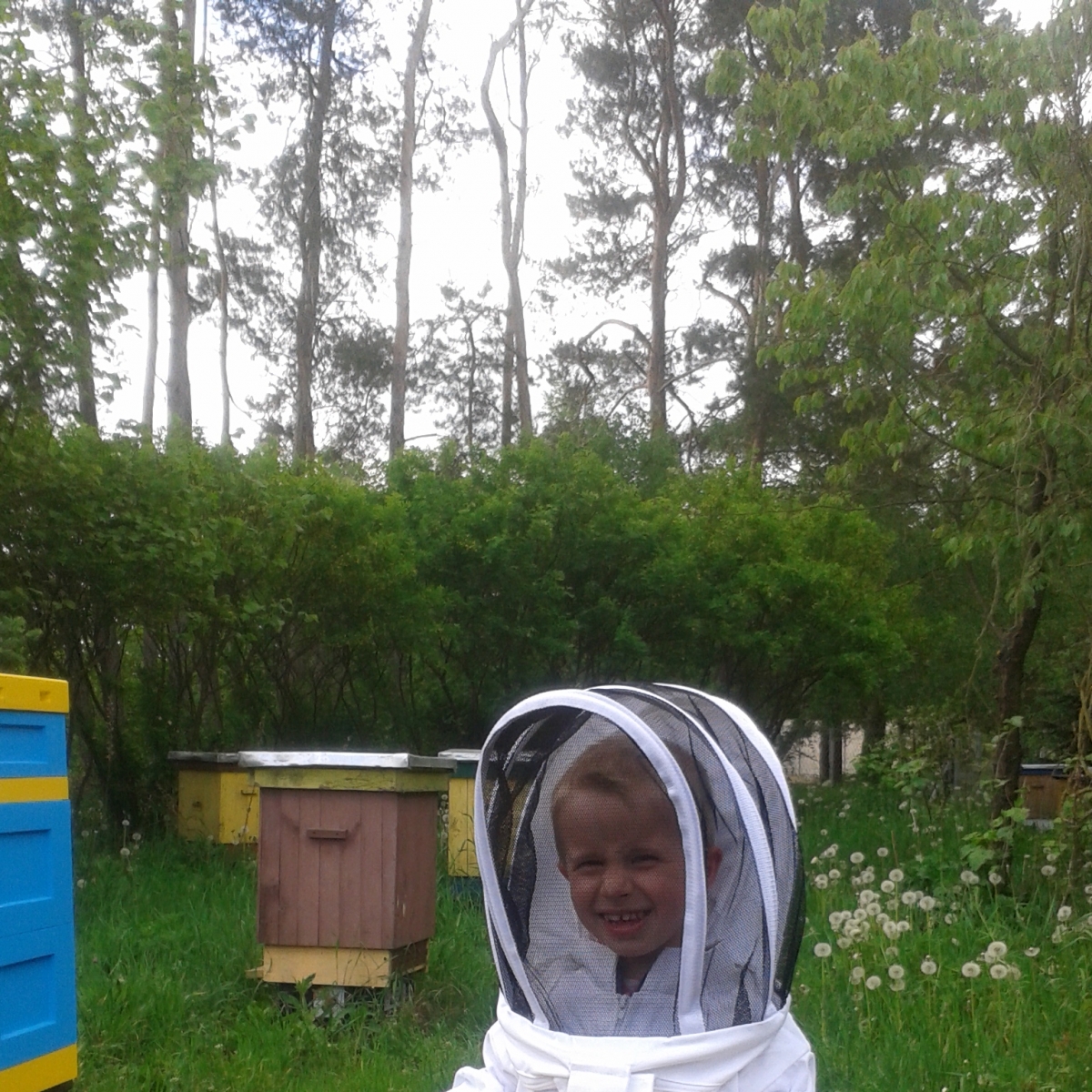 Wnuk przy pszczołach