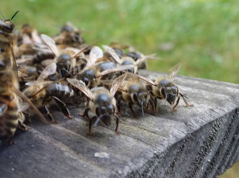 Pszczoły na wylotku. Autorka zdjęcia: Barbara Rutyna