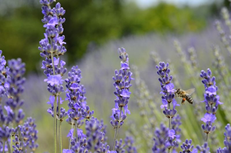 Pszczoła na kwiecie lawendy - Pasieka u Alfreda. Autorka zdjęcia: Katarzyna Judycka