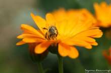 Pszczoła na nagietku. Autor zdjęcia: Szymon Kaczmarczyk