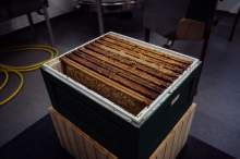 Relacja z wydarzenia pt. Festiwal Kultury Pszczelarskiej w Lublinie 2023