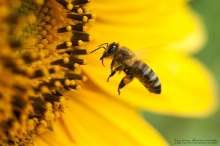Pszczoła na słoneczniku. Autor zdjęcia: Szymon Kaczmarczyk