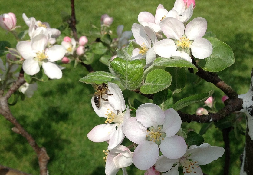 Pszczoła na jabłoni. Narama 2014. Autorka zdjęcia: Ewa Balana