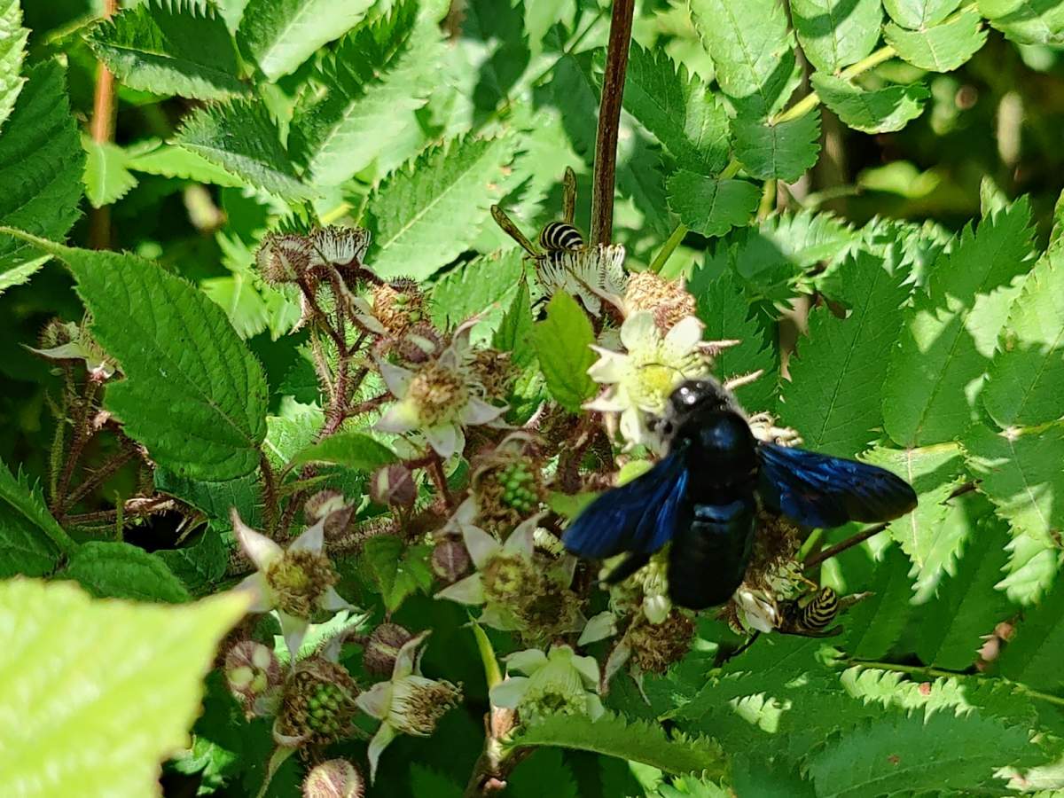 Zadrzechnia fioletowa na szlaku do Krzemieńca z Wielkiej Rawki (granica polsko-ukraińska). 2022.07.20