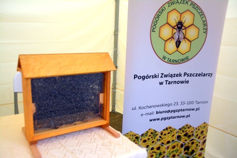 Ul z żywymi pszczołami na stoisku Pogórskiego Związku Pszczelarzy w Tarnowie podczas I Konferencji Pszczelarskiej w Brzesku (02.09.2017 r.). Autor zdjęcia: Marek Kotfis