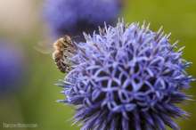 Pszczoła na oście. Autor zdjęcia: Szymon Kaczmarczyk