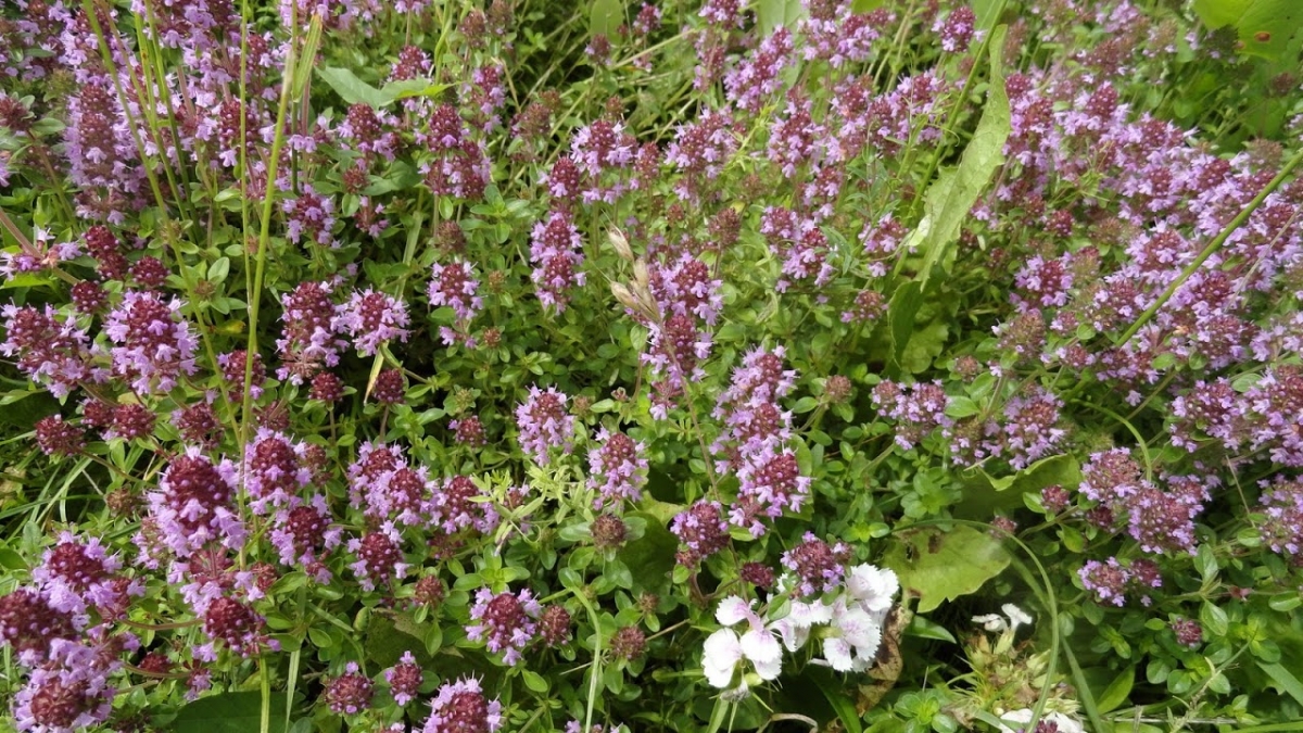 Macierzanka piaskowa (Thymus serpyllum). Autor: Tadeusz Kąkol