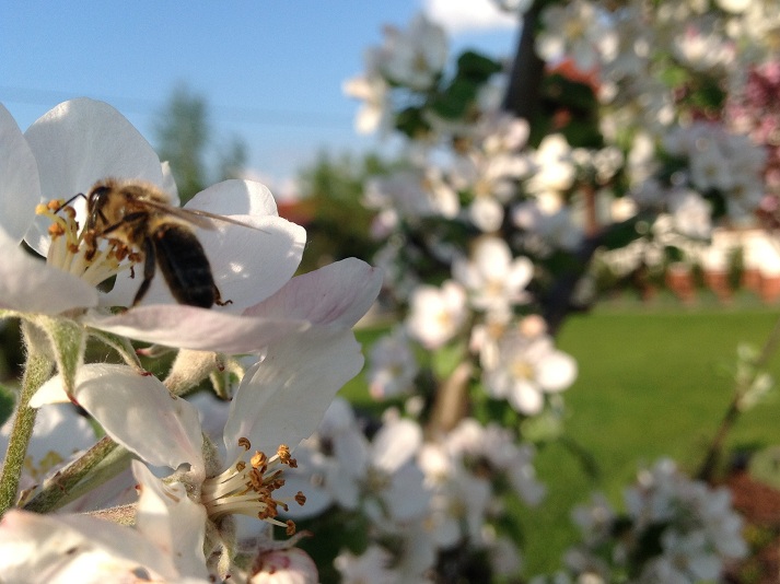Pszczoła na jabłoni. Autorka zdjęcia: Ewa Balana