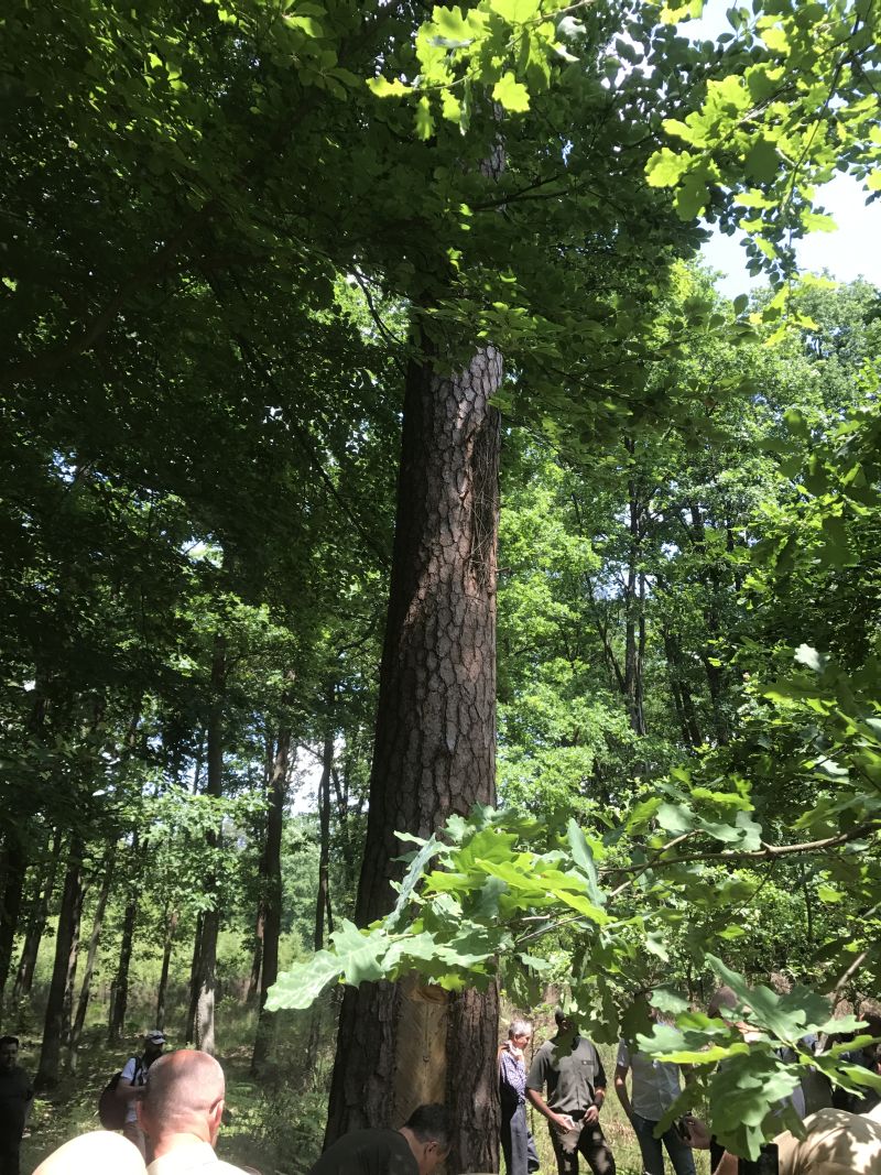 Międzynarodowa Konferencja Bartnicza pt. Dekada Polskiego Bartnictwa. Spała 2017. Autor zdjęć: Małgorzata Brendel