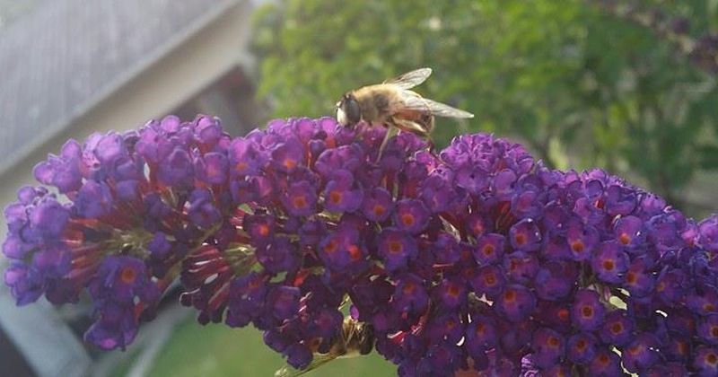 Pracowita pszczoła. Autorka zdjęcia: Barbara Rutyna