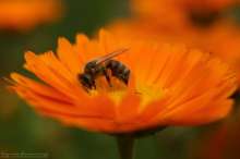 Pszczoła na nagietku. Autor zdjęcia: Szymon Kaczmarczyk