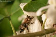 Pszczoła na robinii akacjowej. Autor zdjęcia: Szymon Kaczmarczyk