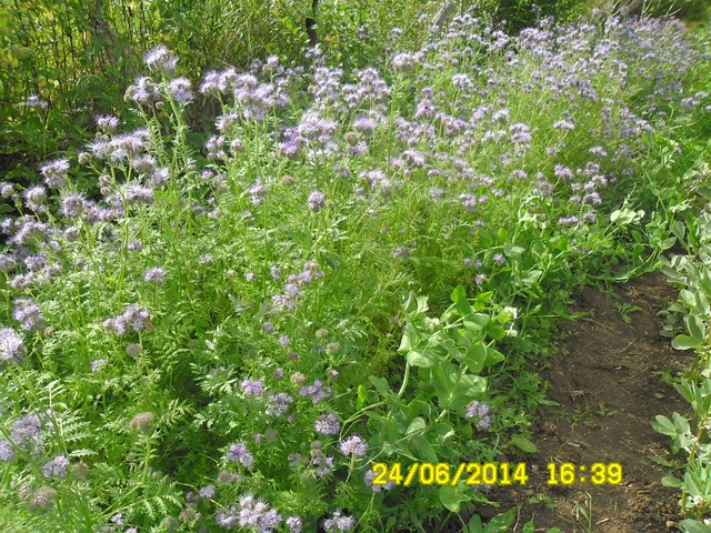 Facelia błękitna. Autorka zdjęcia: Danuta Parej