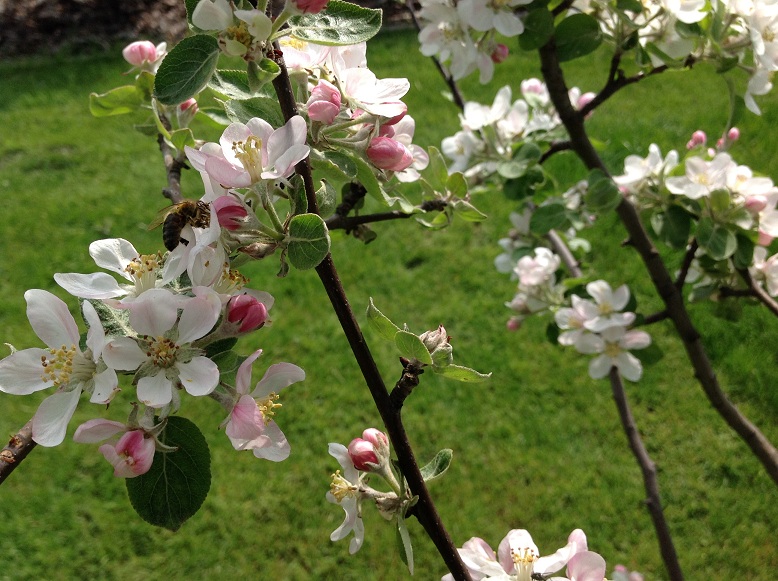 Pszczoła na jabłoni. Narama 2014. Autorka zdjęcia: Ewa Balana