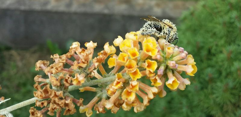 Pszczoła pokryta pyłkiem. Autorka zdjęcia: Barbara Rutyna