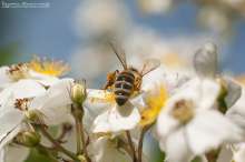 Pszczoła na dzikiej róży. Autor zdjęcia: Szymon Kaczmarczyk