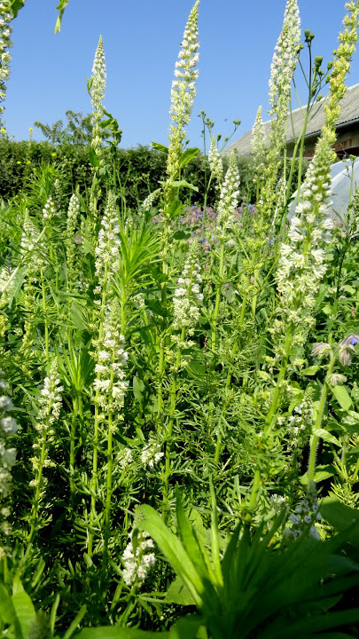 Rezeda biała (Reseda alba). Autor: Tadeusz Kąkol