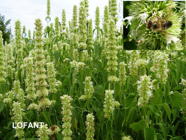 Kłosowiec anyżowy (Lofant) (Agastache foeniculum). Autor: Tadeusz Kąkol