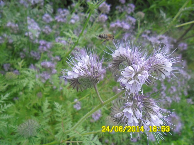 Pszczoła w locie przy facelii błękitnej. Autorka zdjęcia: Danuta Parej