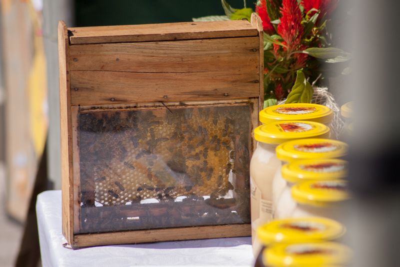 Ulik pokazowy podczas VII Święta Miodu w Pszczynie. Autor zdjęcia: Kazimierz Wiśniowski