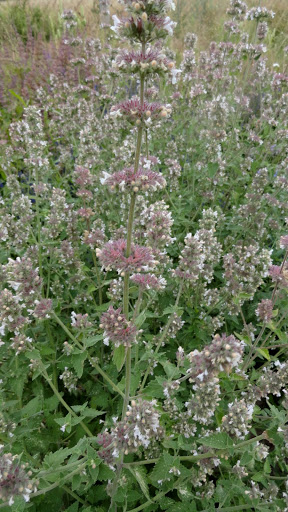 Kocimiętka (Nepeta L.). Autor: Tadeusz Kąkol